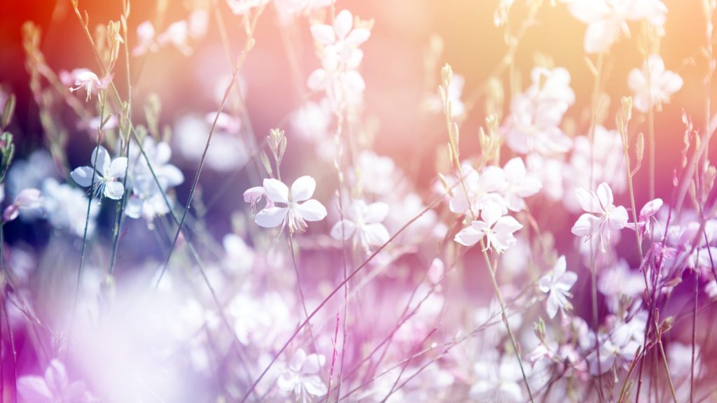 Acupuncture in Cape Town's southern suburbs